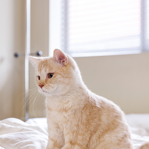고양이 이미지
